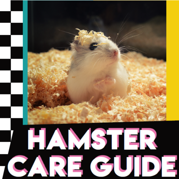 Hamster Care Guide